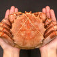 ``Extra large'' boiled hair crab 1kg x 4 cups (approx. 4kg)